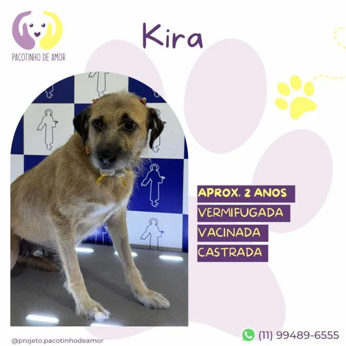 Cachorro ra a SRD-ViraLata idade 2 anos nome Kira