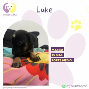 Cachorro raça SRD-ViraLata idade Abaixo de 2 meses nome Luke