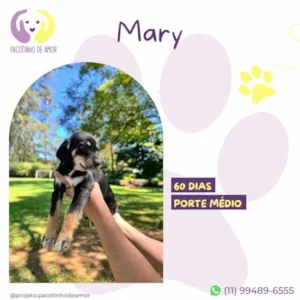 Cachorro raça SRD-ViraLata idade 2 a 6 meses nome Mary