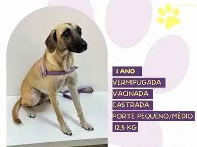 Cachorro ra a SRD-ViraLata idade 1 ano nome Cenoura