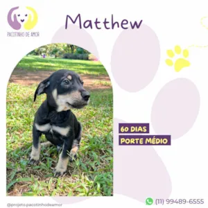 Cachorro raça SRD-ViraLata idade 2 a 6 meses nome Matthew