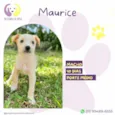 Maurice