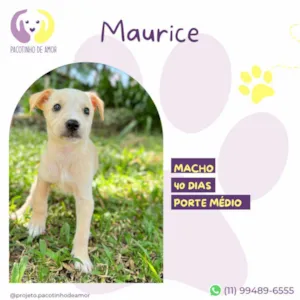 Cachorro raça SRD-ViraLata idade Abaixo de 2 meses nome Maurice