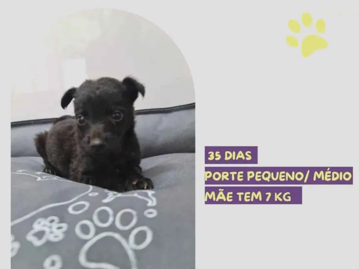 Cachorro ra a SRD-ViraLata idade Abaixo de 2 meses nome Charles