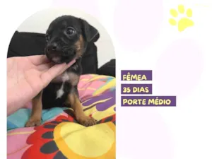 Cachorro raça SRD-ViraLata idade Abaixo de 2 meses nome Donatela