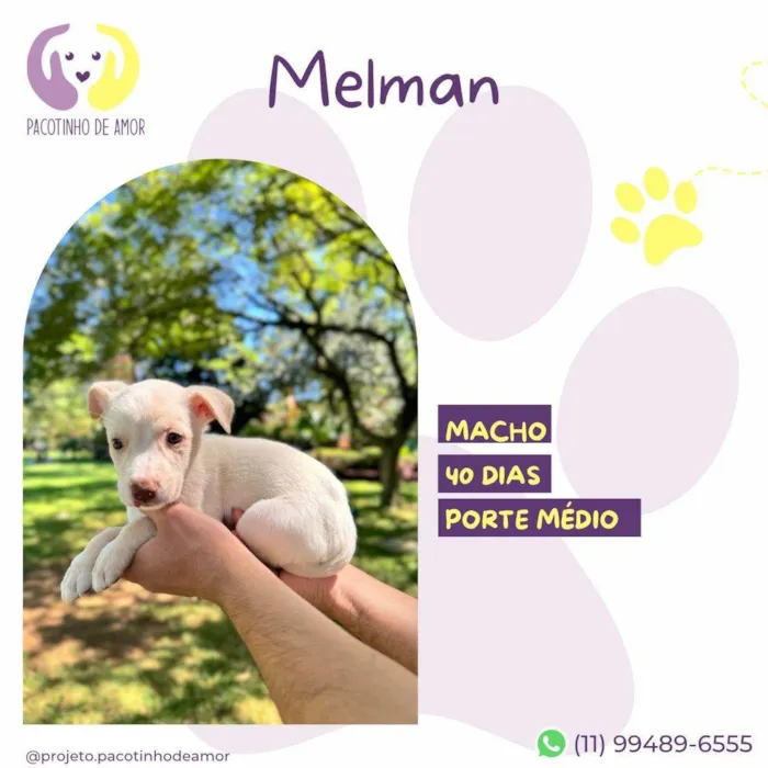 Cachorro ra a SRD-ViraLata idade Abaixo de 2 meses nome Melman