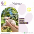 Melman