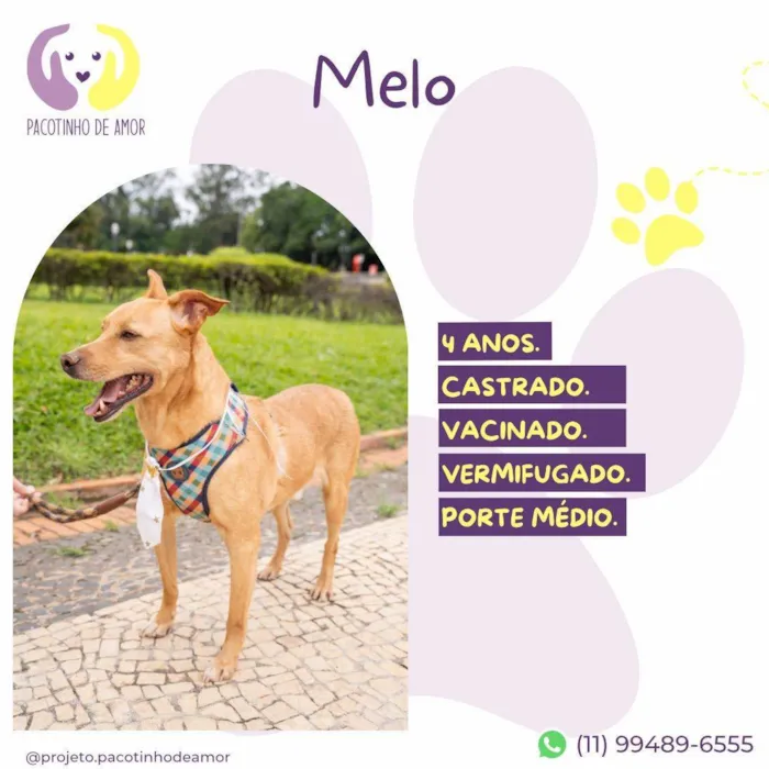 Cachorro ra a SRD-ViraLata idade 4 anos nome Melo