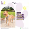Melo