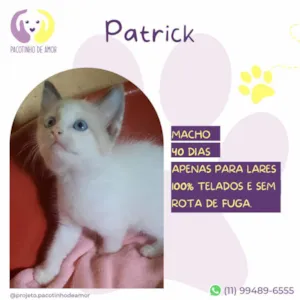 Gato raça SRD-ViraLata idade Abaixo de 2 meses nome Patrick