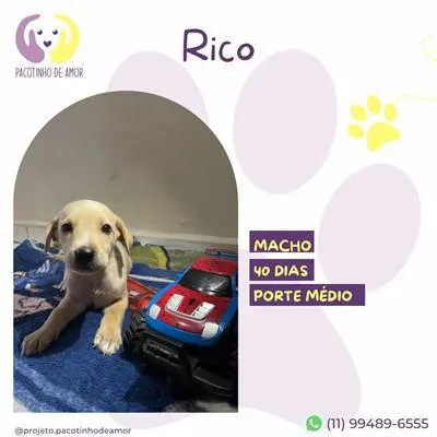 Cachorro ra a SRD-ViraLata idade 2 a 6 meses nome Rico