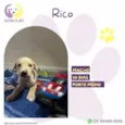 Rico
