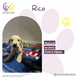 Cachorro raça SRD-ViraLata idade 2 a 6 meses nome Rico