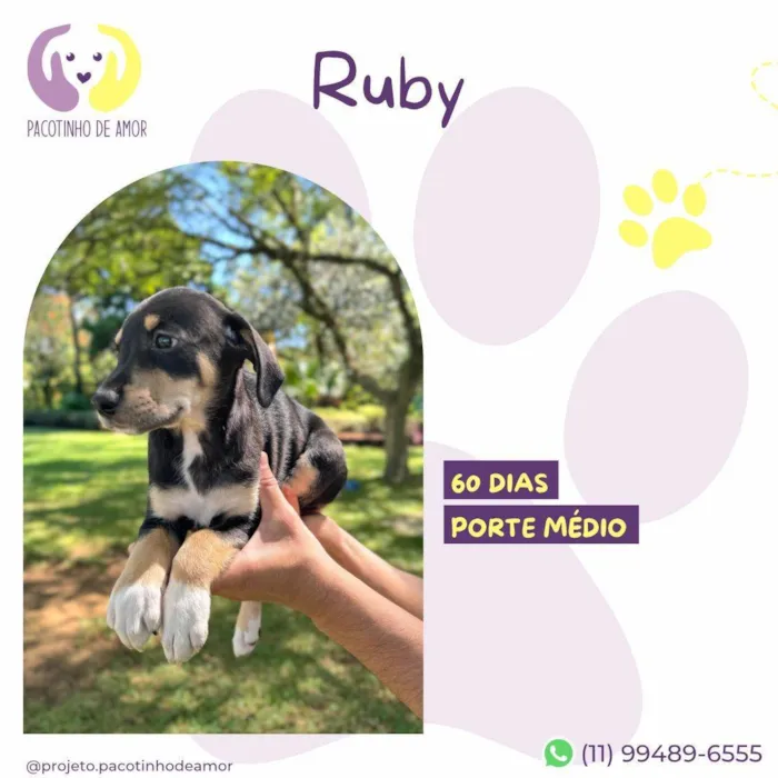 Cachorro ra a SRD-ViraLata idade Abaixo de 2 meses nome Ruby