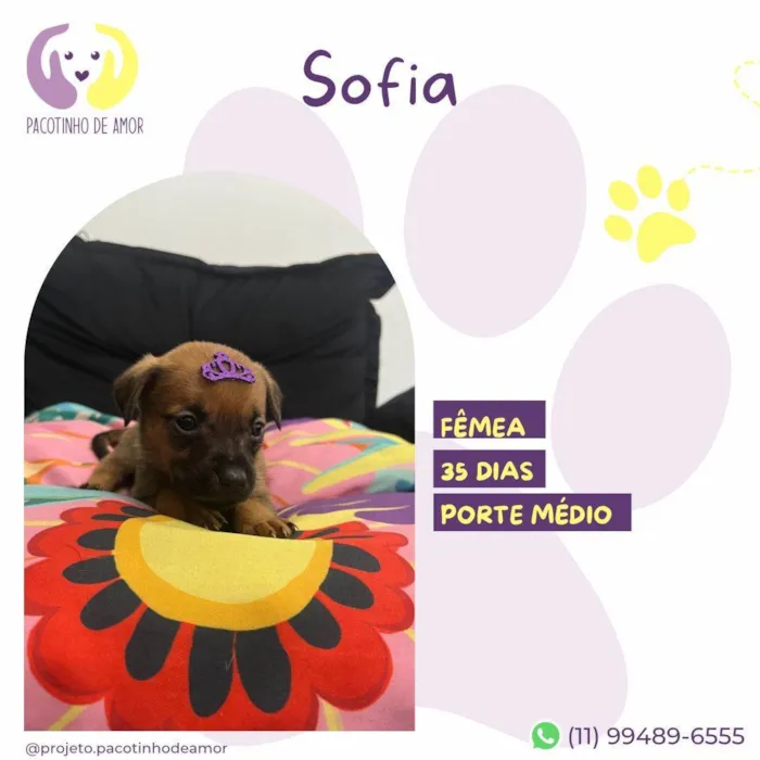 Cachorro ra a SRD-ViraLata idade Abaixo de 2 meses nome Sofia