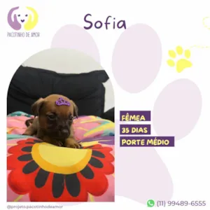 Cachorro raça SRD-ViraLata idade Abaixo de 2 meses nome Sofia