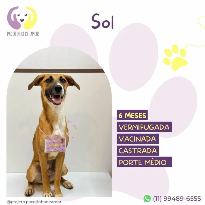 Cachorro ra a SRD-ViraLata idade 2 a 6 meses nome Sol