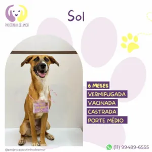 Cachorro raça SRD-ViraLata idade 2 a 6 meses nome Sol