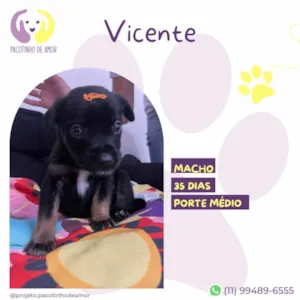 Cachorro raça SRD-ViraLata idade Abaixo de 2 meses nome Vicente