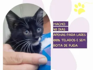 Gato raça SRD-ViraLata idade Abaixo de 2 meses nome Erick