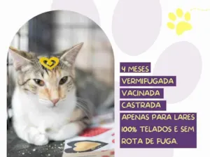 Gato raça SRD-ViraLata idade Abaixo de 2 meses nome Gaia