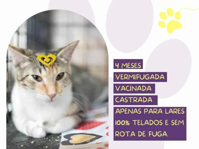 Gato ra a SRD-ViraLata idade Abaixo de 2 meses nome Gaia