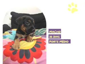 Cachorro raça SRD-ViraLata idade Abaixo de 2 meses nome Joao