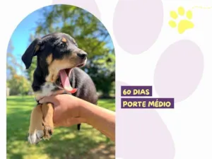 Cachorro raça SRD-ViraLata idade 2 a 6 meses nome Josie