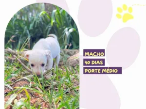 Cachorro raça SRD-ViraLata idade Abaixo de 2 meses nome Julien