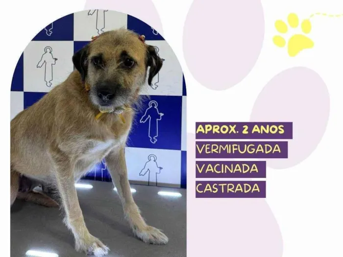 Cachorro ra a SRD-ViraLata idade 2 anos nome Kira