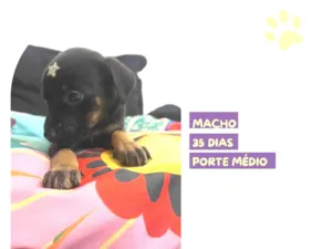 Cachorro raça SRD-ViraLata idade Abaixo de 2 meses nome Luke