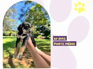 Cachorro raça SRD-ViraLata idade 2 a 6 meses nome Mary