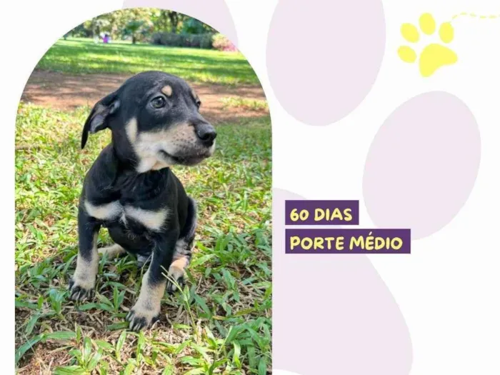 Cachorro ra a SRD-ViraLata idade 2 a 6 meses nome Matthew