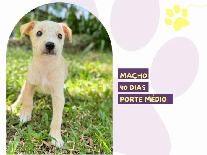 Cachorro ra a SRD-ViraLata idade Abaixo de 2 meses nome Maurice