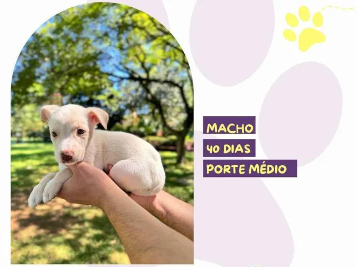 Cachorro ra a SRD-ViraLata idade Abaixo de 2 meses nome Melman