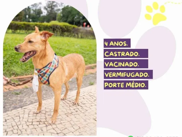 Cachorro ra a SRD-ViraLata idade 4 anos nome Melo