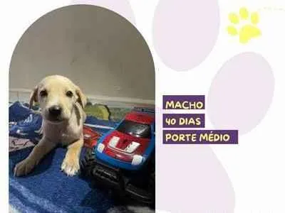 Cachorro ra a SRD-ViraLata idade 2 a 6 meses nome Rico