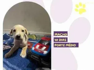 Cachorro raça SRD-ViraLata idade 2 a 6 meses nome Rico
