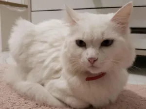 Gato raça Peluda idade 2 anos nome Mel