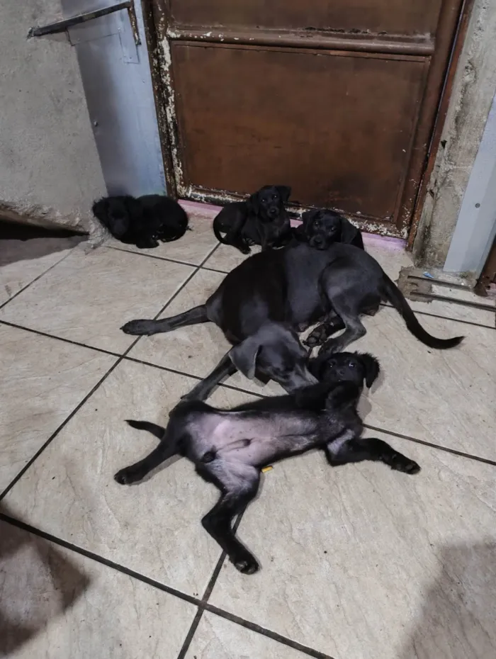 Cachorro ra a Não sei  idade 3 anos nome Pandora 