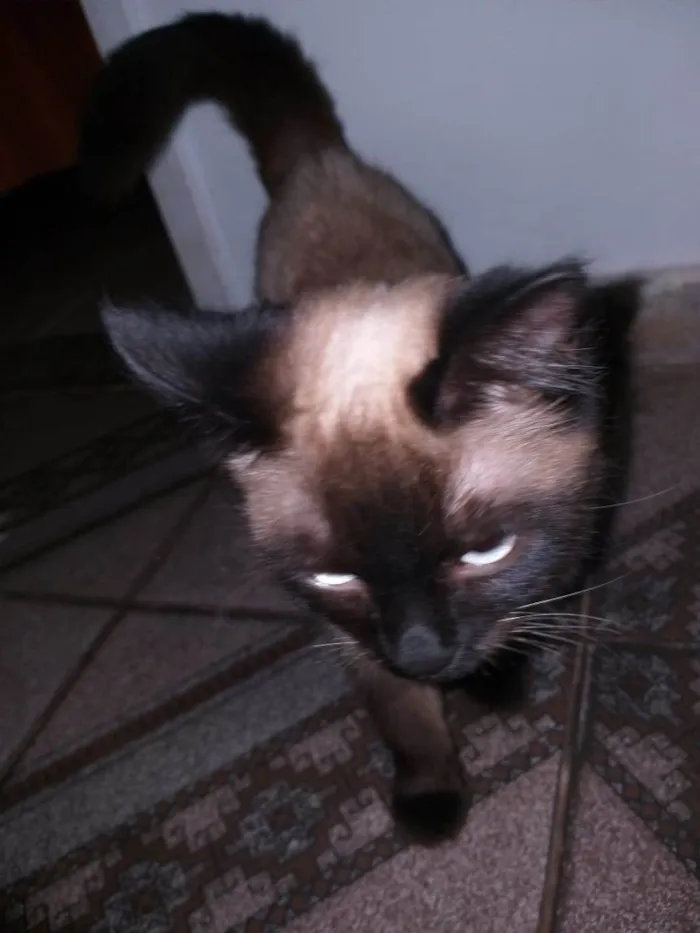 Gato ra a SRD-ViraLata idade 2 a 6 meses nome Li Ling