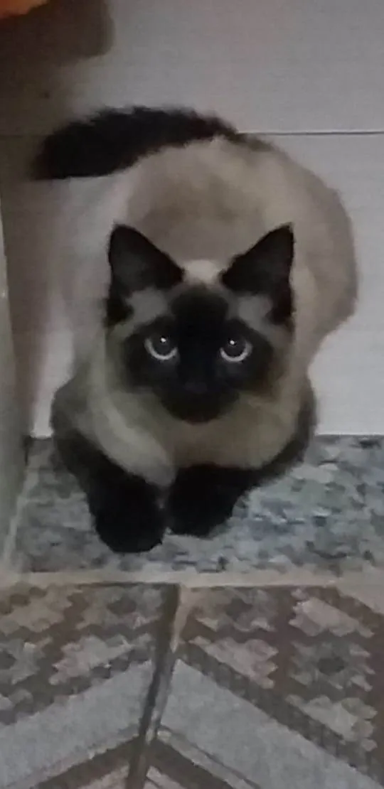 Gato ra a SRD-ViraLata idade 2 a 6 meses nome Li Ling