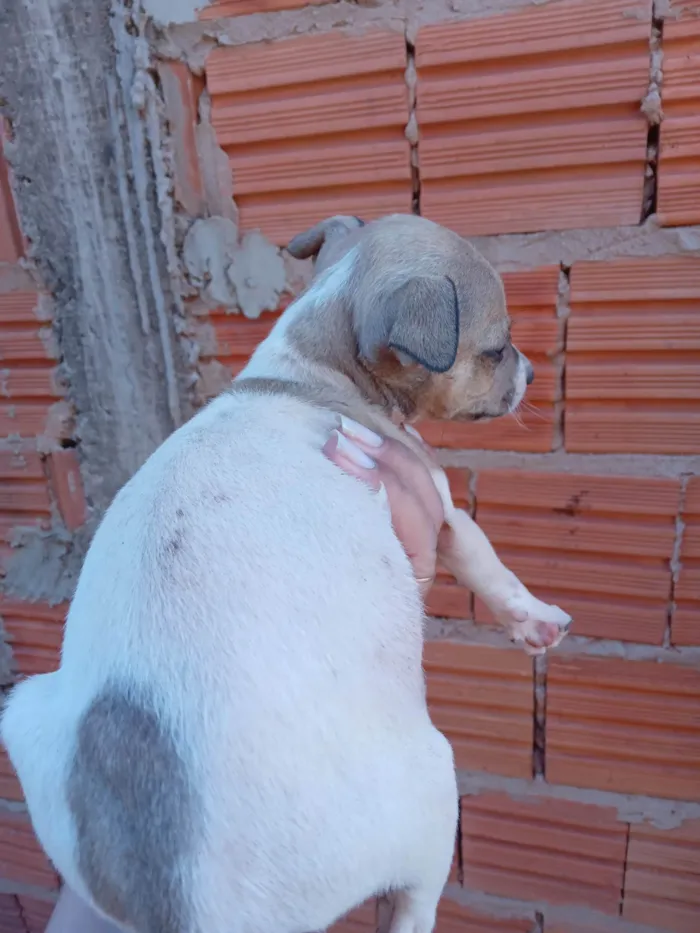 Cachorro ra a SRD-ViraLata idade 2 a 6 meses nome Não dei nome a nenhum