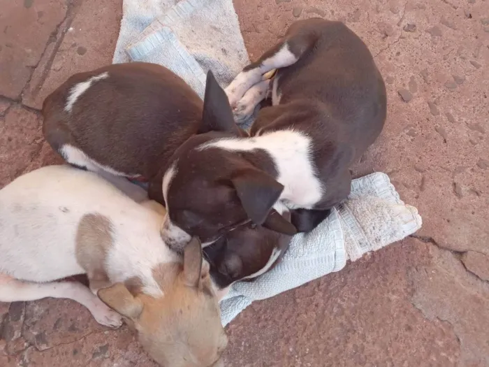 Cachorro ra a SRD-ViraLata idade 2 a 6 meses nome Não dei nome a nenhum