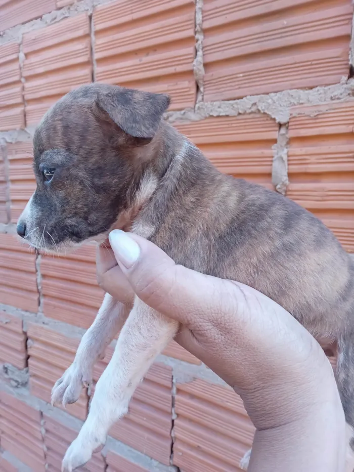 Cachorro ra a SRD-ViraLata idade 2 a 6 meses nome Não dei nome a nenhum