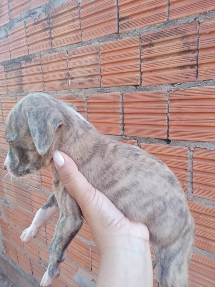 Cachorro ra a SRD-ViraLata idade 2 a 6 meses nome Não dei nome a nenhum