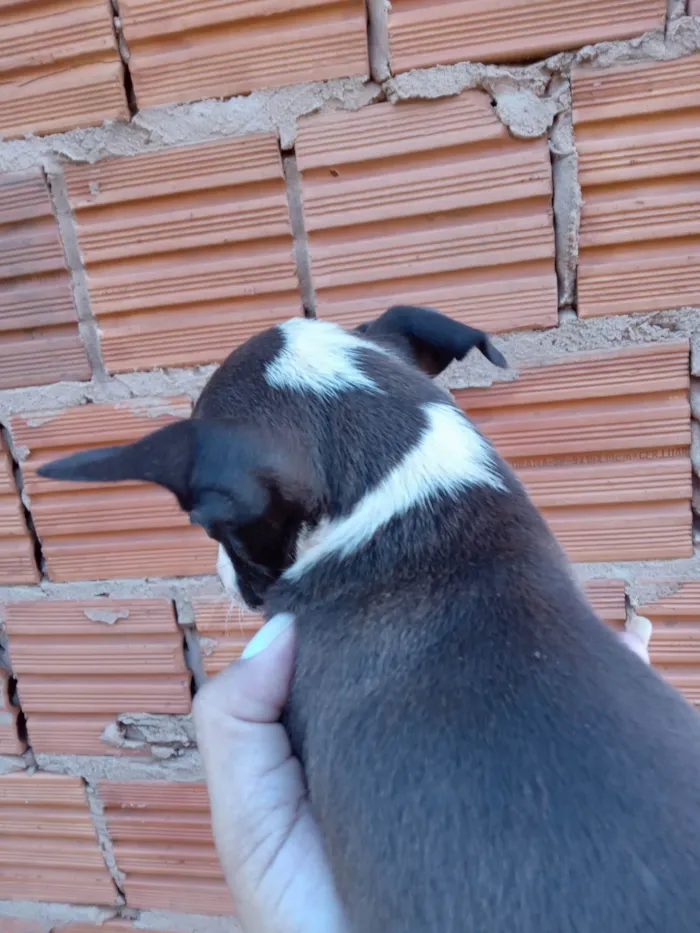 Cachorro ra a SRD-ViraLata idade 2 a 6 meses nome Não dei nome a nenhum