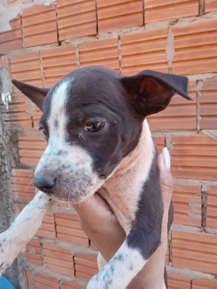 Cachorro ra a SRD-ViraLata idade 2 a 6 meses nome Não dei nome a nenhum