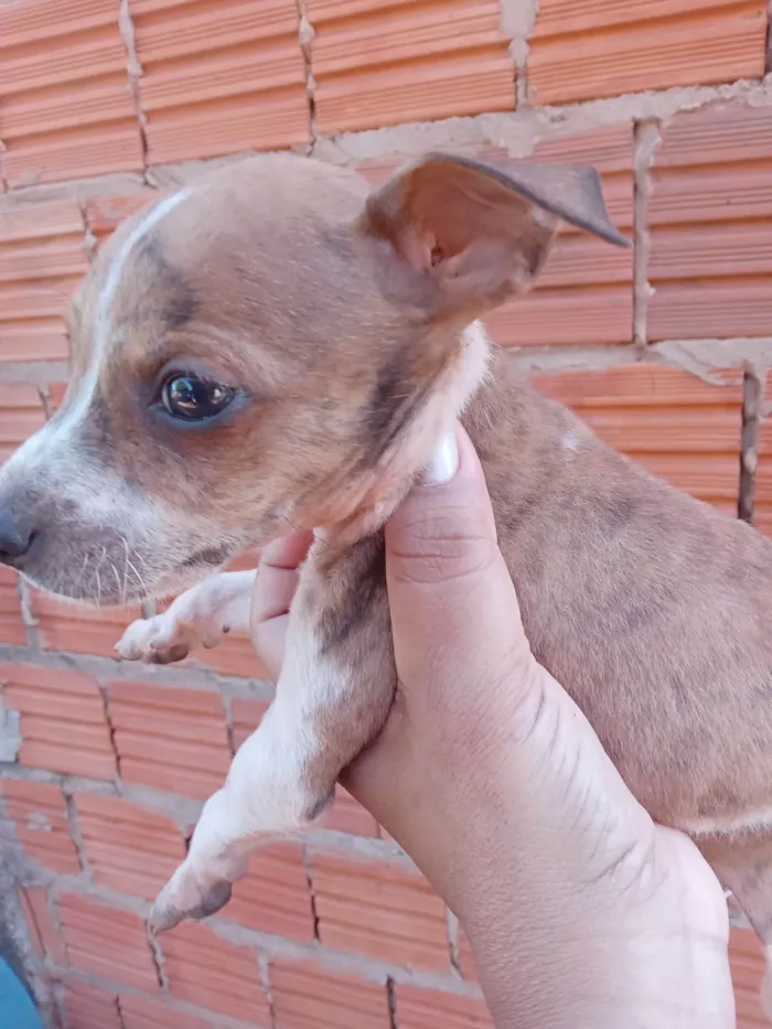 Cachorro ra a SRD-ViraLata idade 2 a 6 meses nome Não dei nome a nenhum