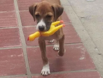 Cachorro raça SRD idade 2 a 6 meses nome Rubinho 